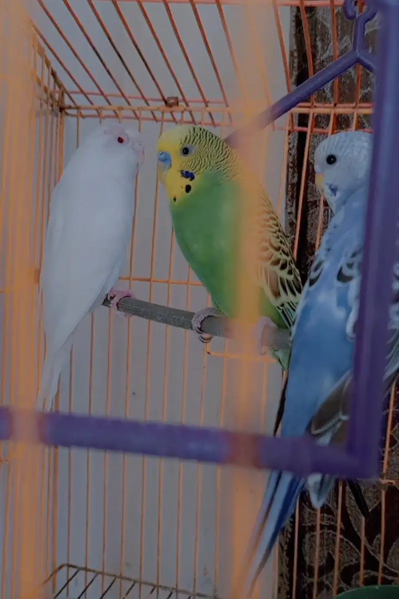 Budgies Pair for Sale / Healthy Budgies Available — photo 10