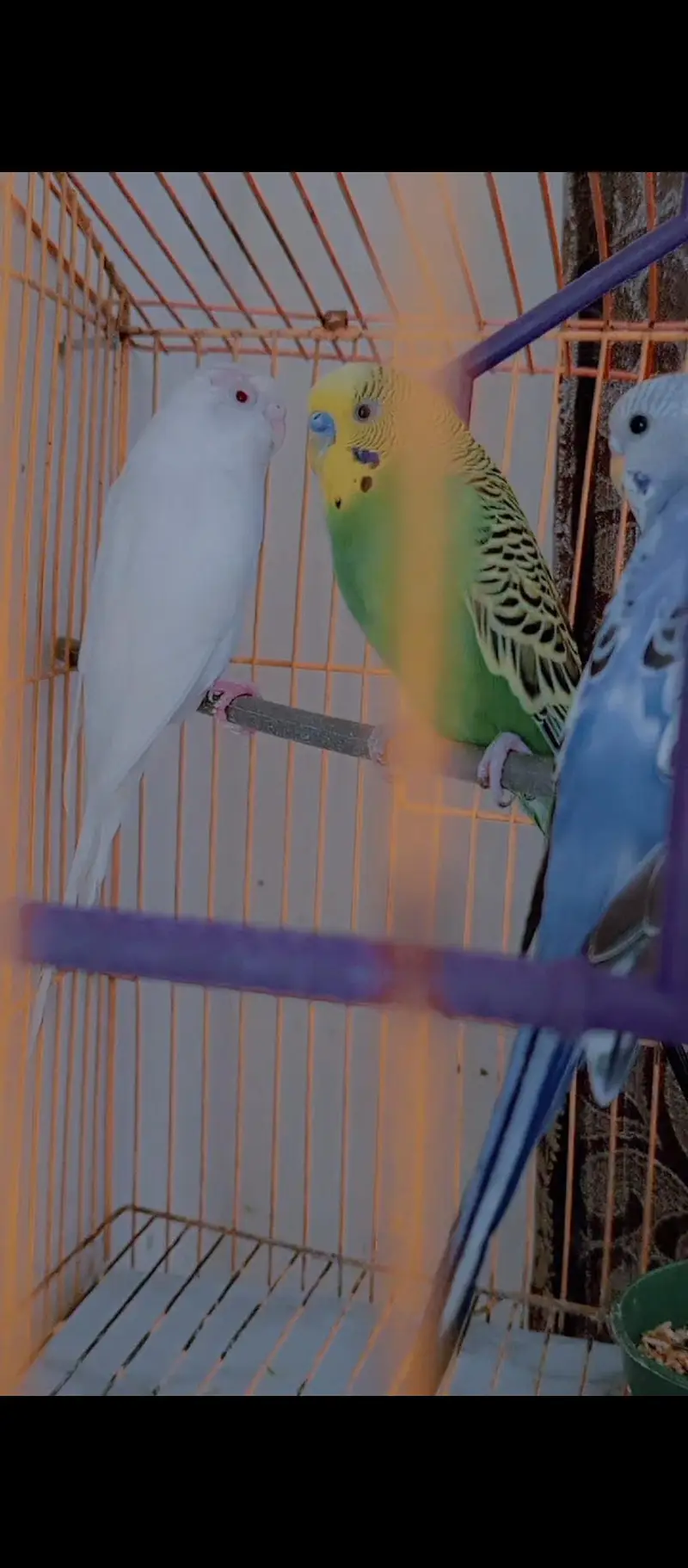 Budgies Pair for Sale / Healthy Budgies Available — photo 11