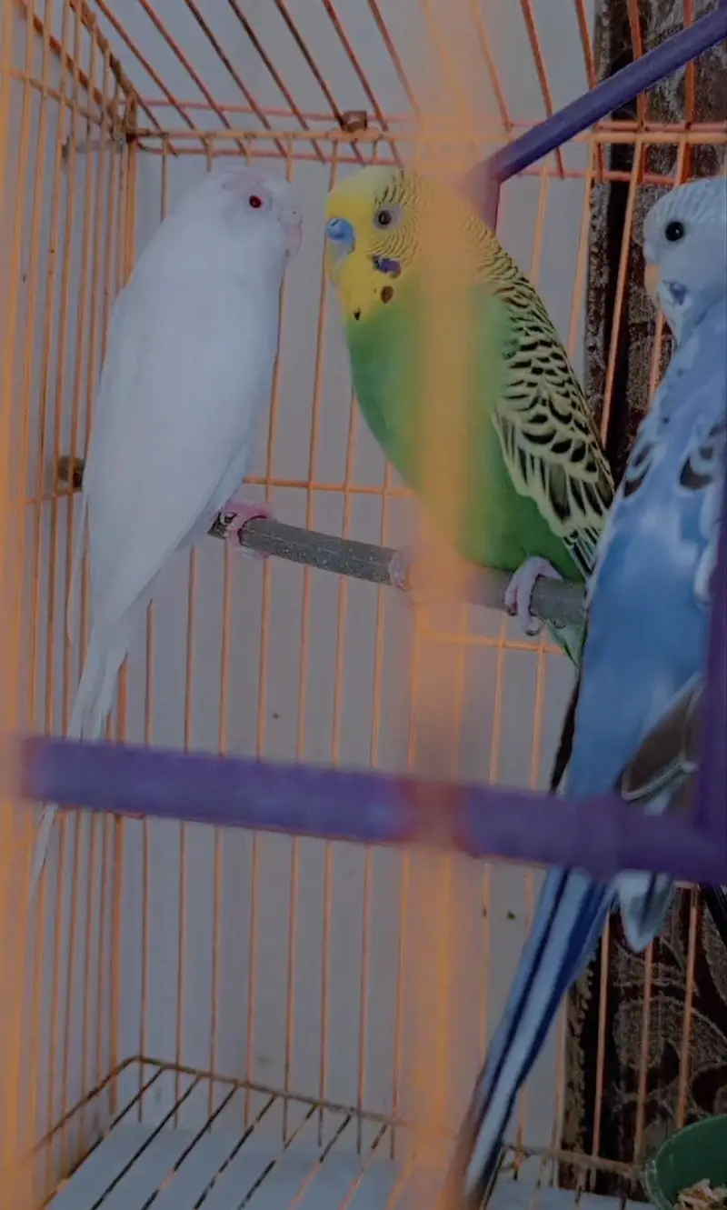 Budgies Pair for Sale / Healthy Budgies Available — photo 12