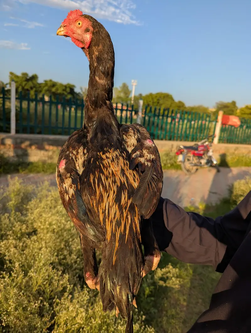aseel sawa patha WhatsApp 03345268699 — photo 6