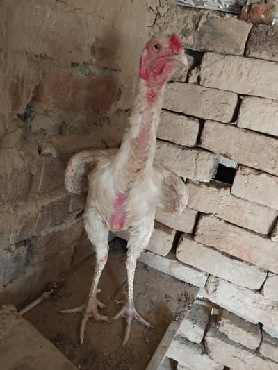 what heera saeel for sale