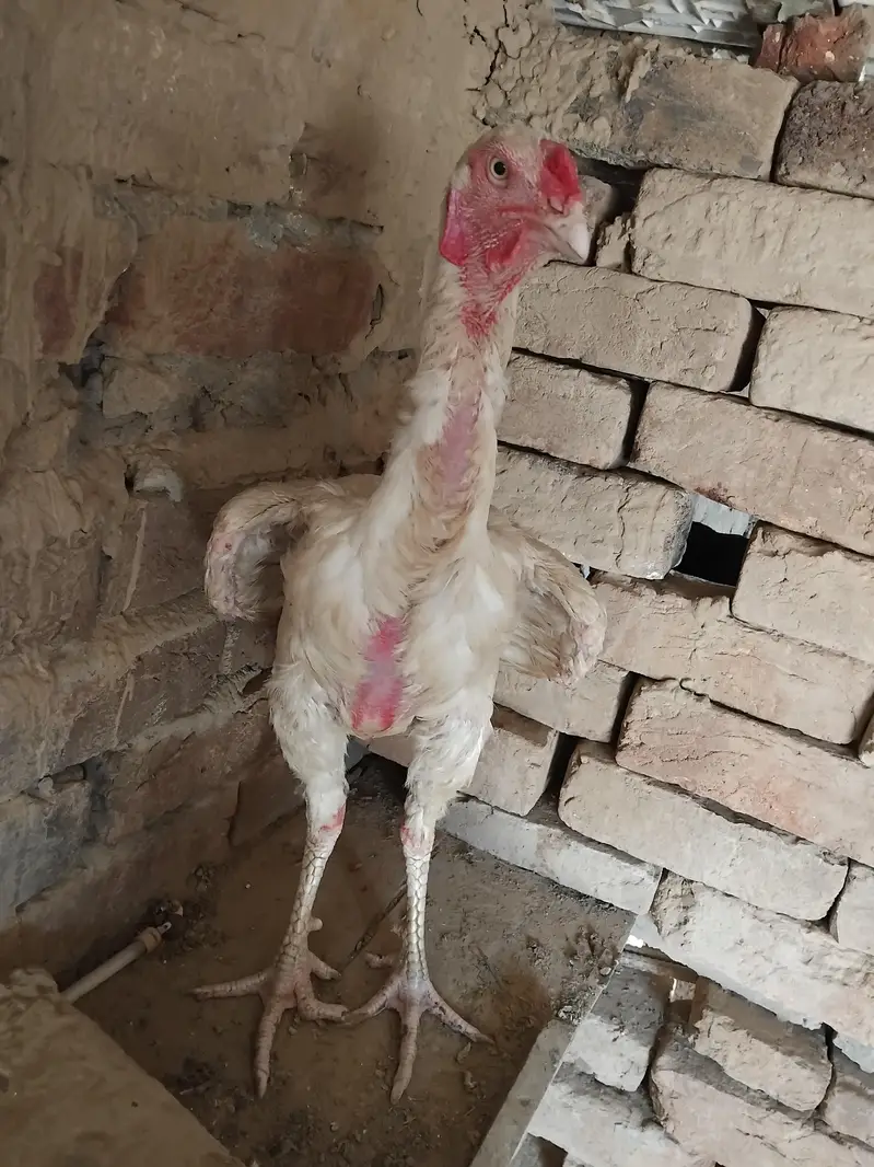 what heera saeel for sale — photo 2