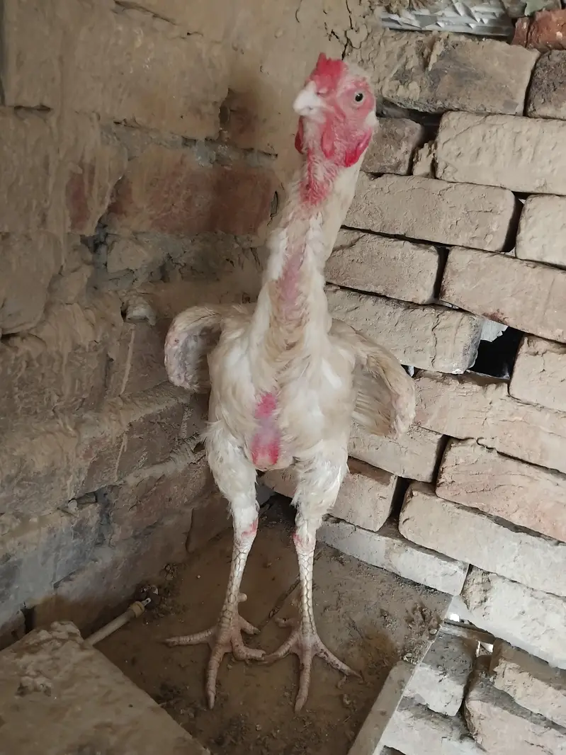 what heera saeel for sale — photo 3