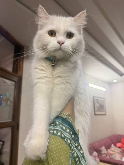 Persian cat