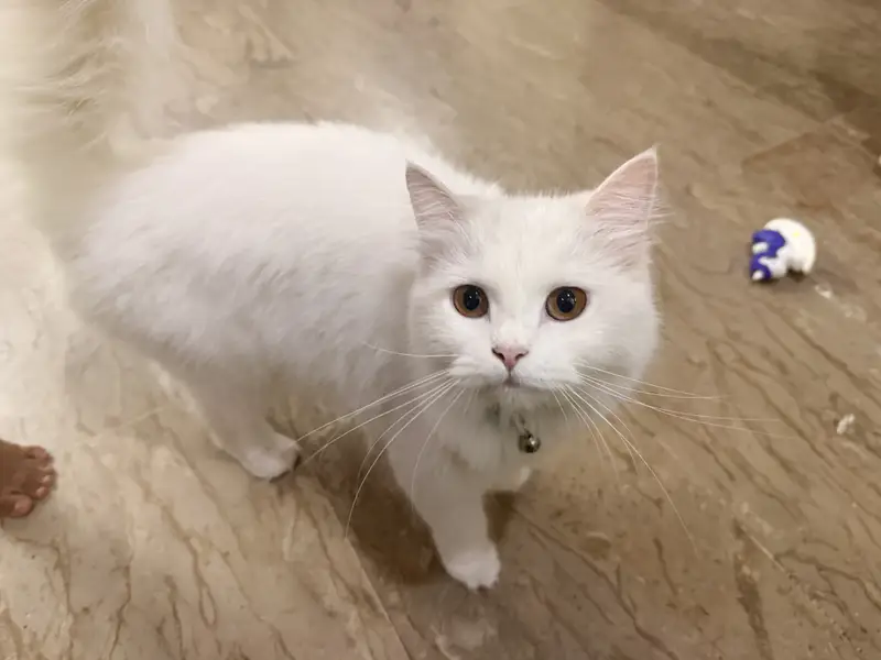 Persian cat — photo 2