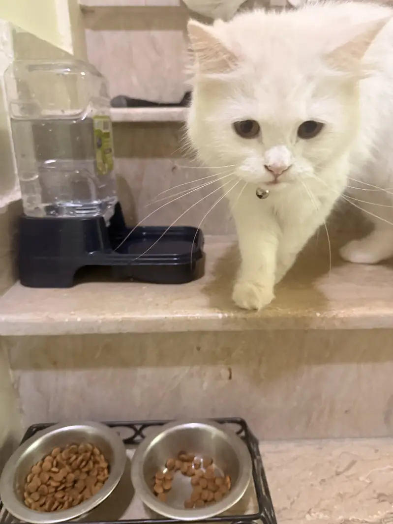 Persian cat — photo 3