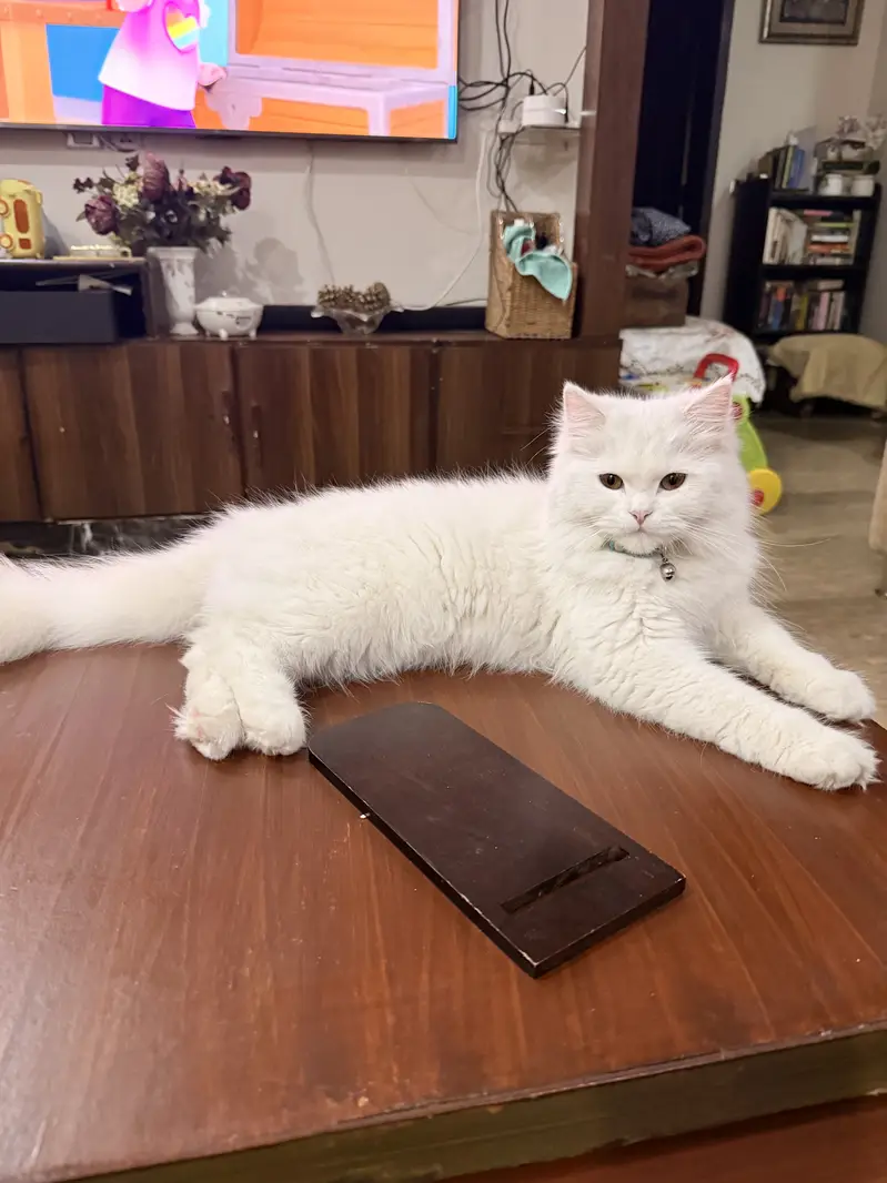 Persian cat — photo 4