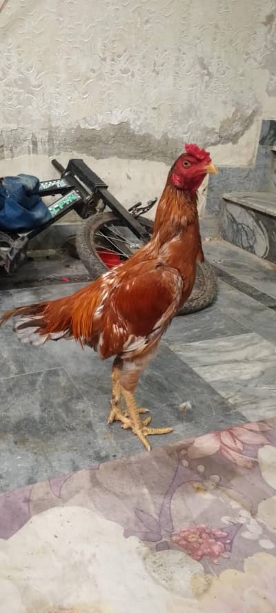 Pure Aseel Murgay A++ quality  100% ok ha 03364578464