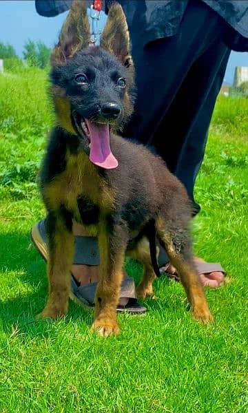 German shepherd Dubal cout mail 3 mahnt for sale active and healthy