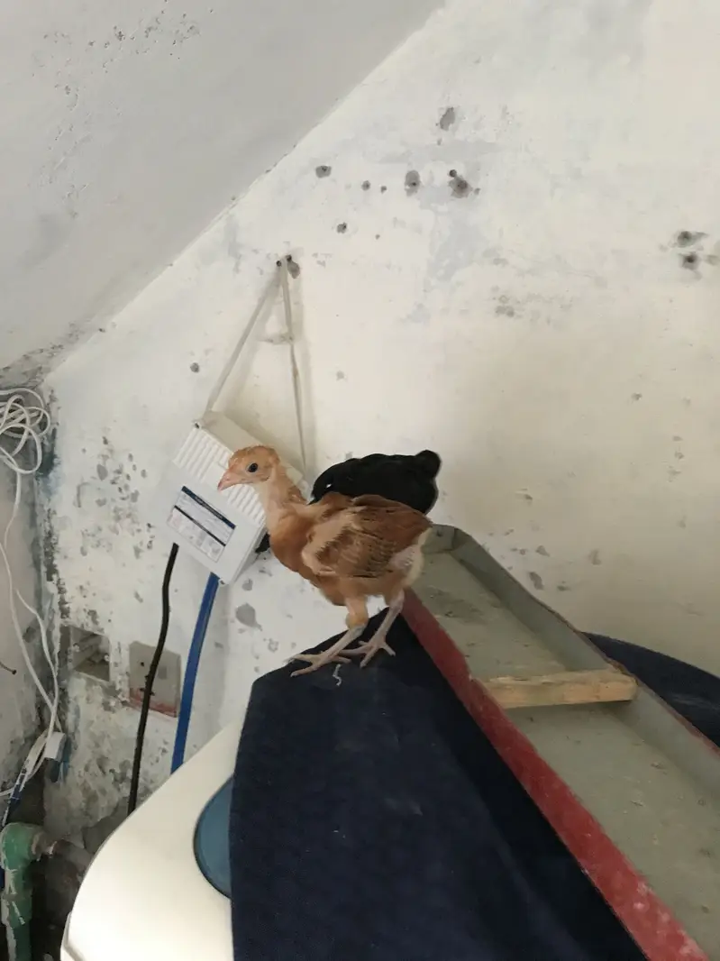 Good h discount hoga 2 chicks — photo 2