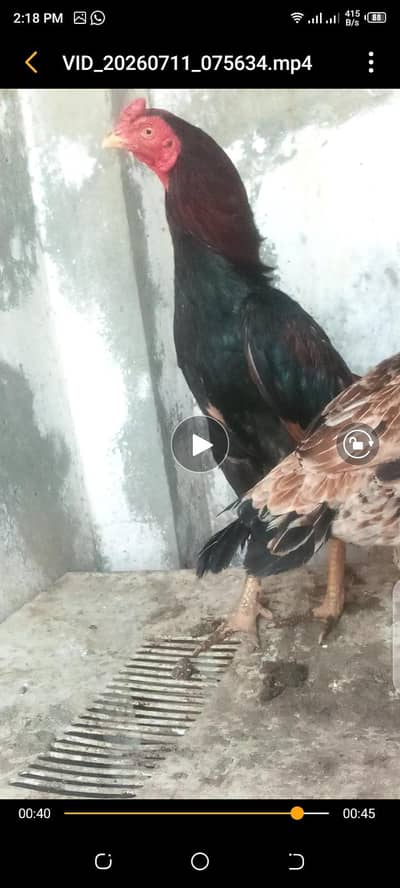 Aseel Mianwali