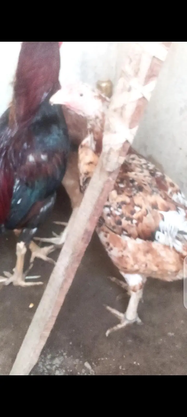 Aseel Mianwali — photo 5