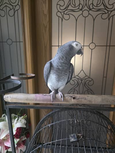 African Grey Parrot