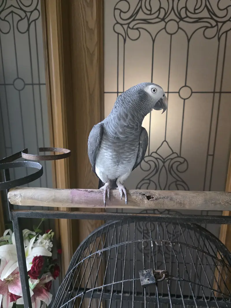African Grey Parrot