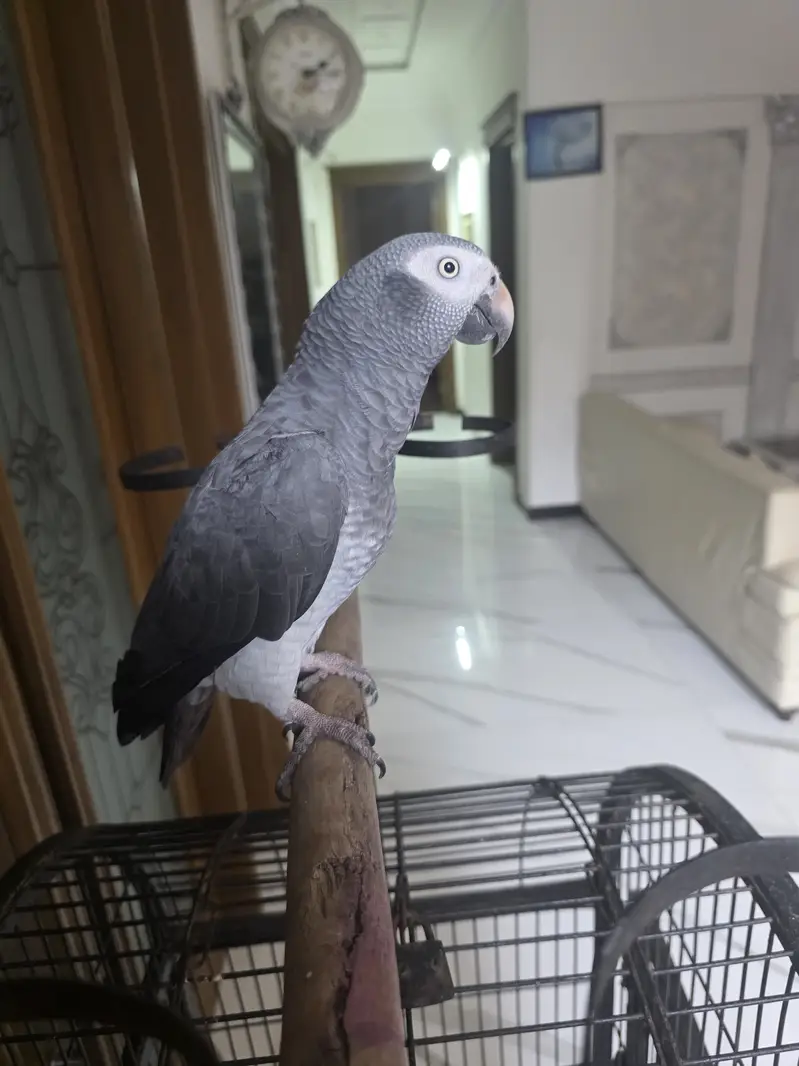 African Grey Parrot — photo 2