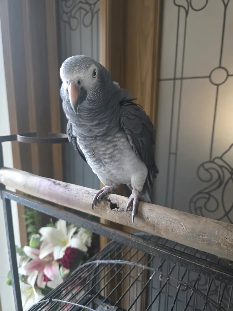 African Grey Parrot — photo 3