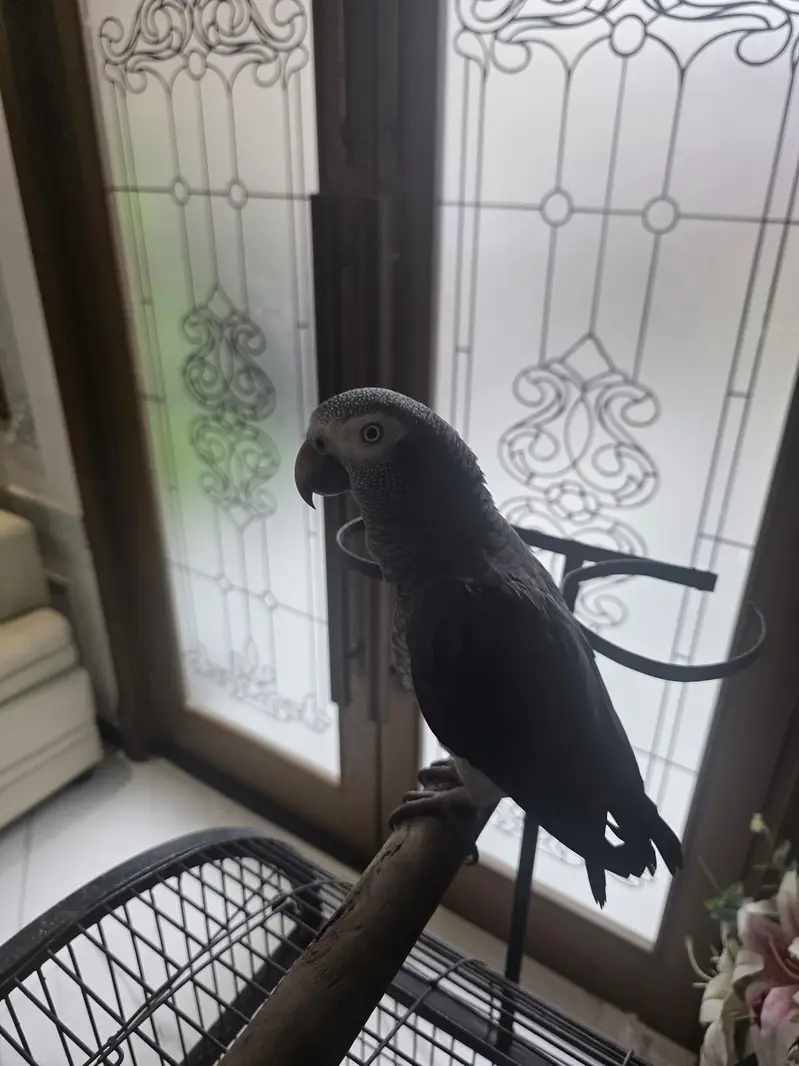 African Grey Parrot — photo 4