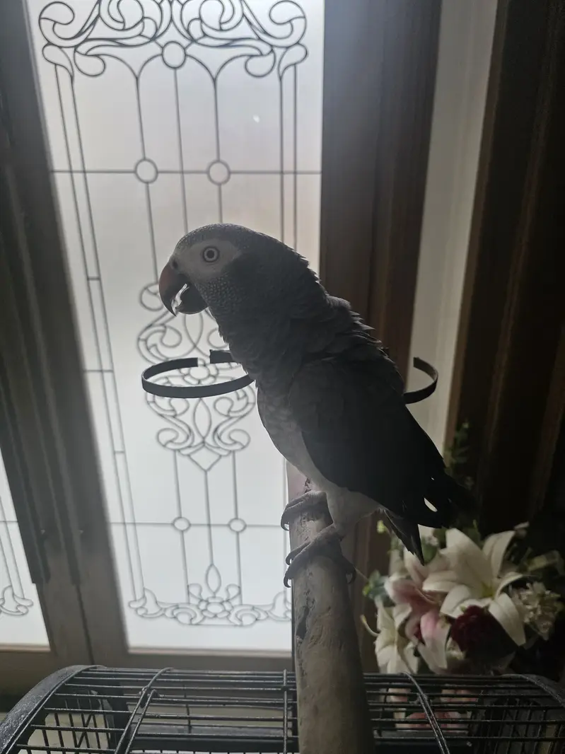 African Grey Parrot — photo 5