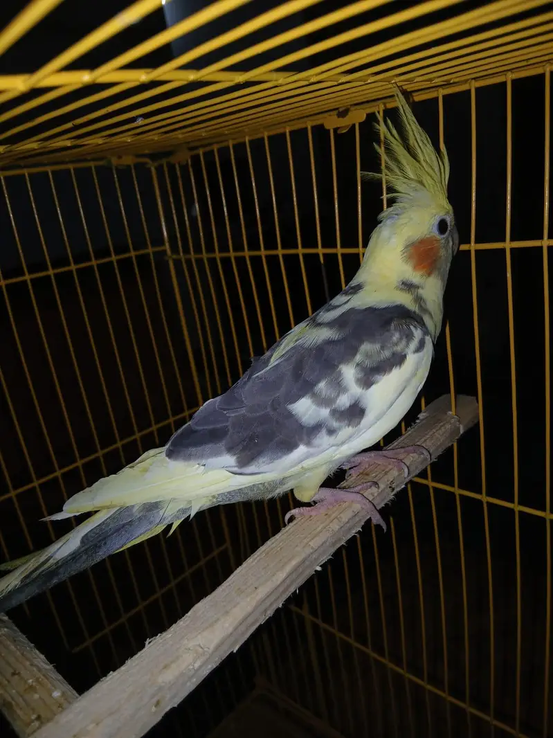 beautiful breeder pied cockatiel — photo 2