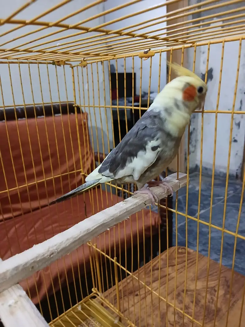 beautiful breeder pied cockatiel — photo 3