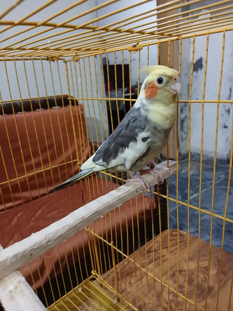 beautiful breeder pied cockatiel — photo 4