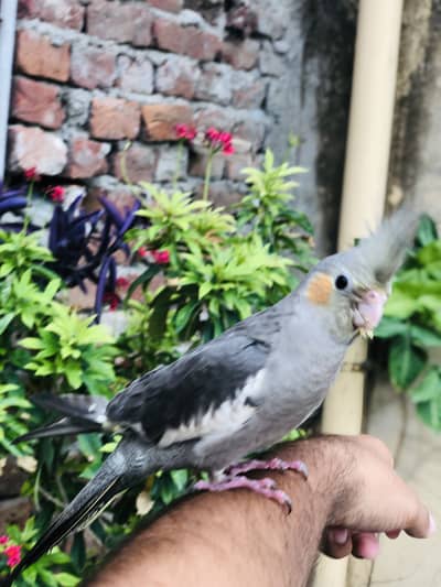 Cocktail female hn full tame