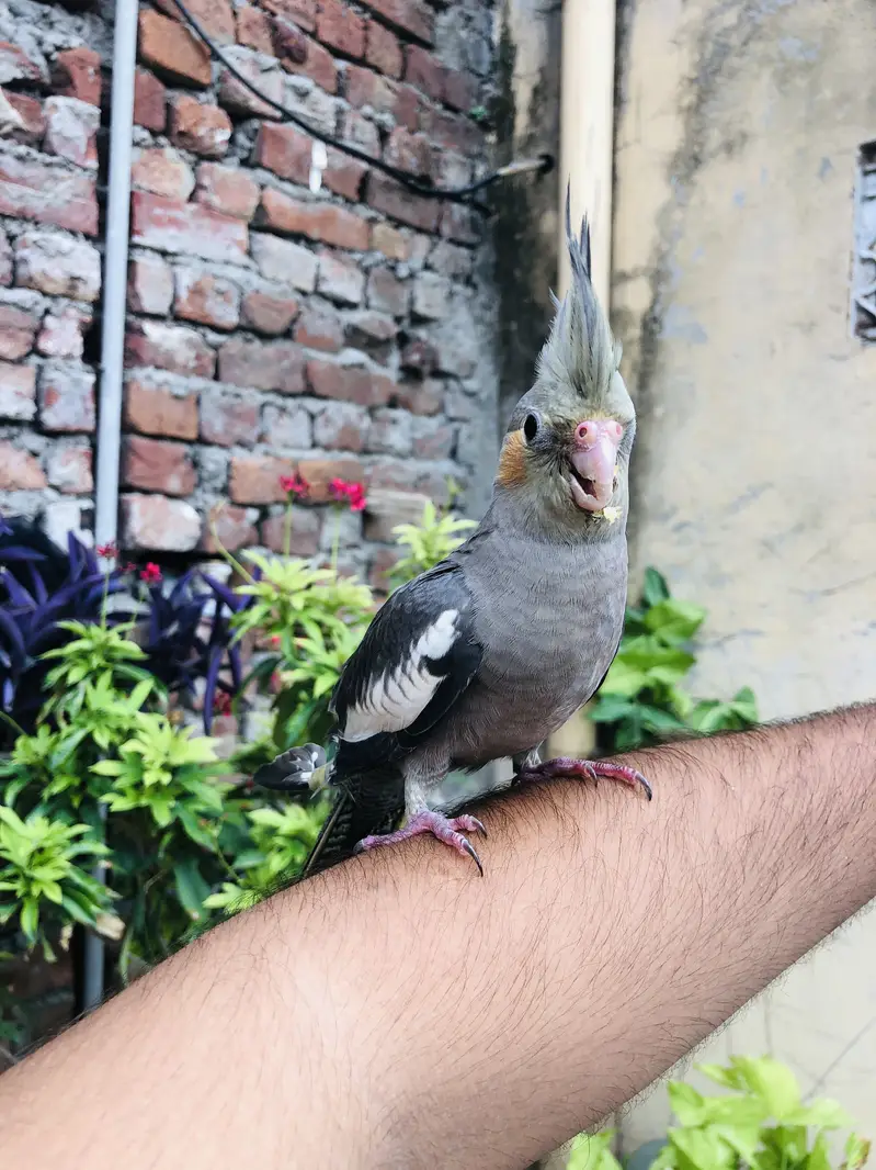 Cocktail female hn full tame — photo 3
