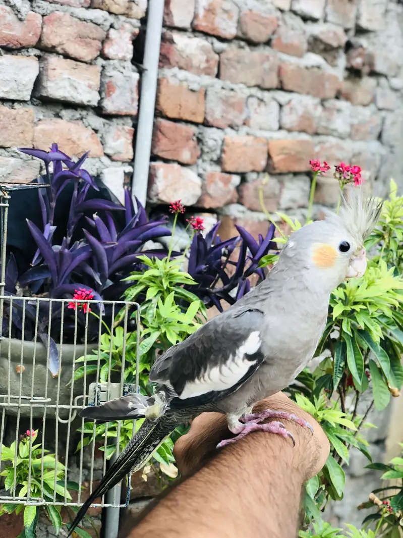Cocktail female hn full tame — photo 4