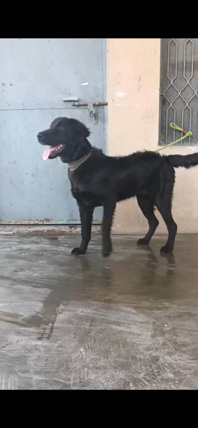 Black Labrador male for sale