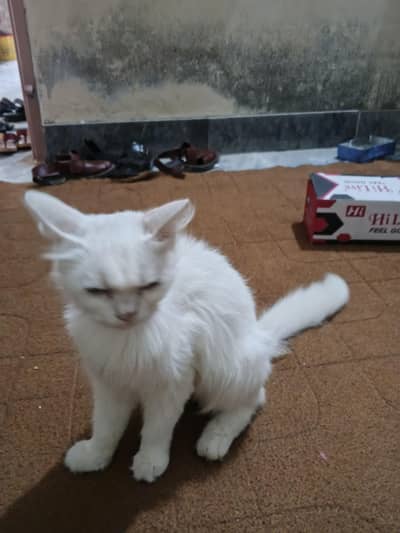 home cats
