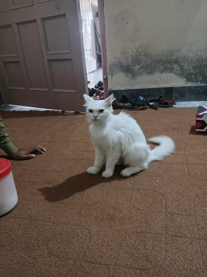 home cats — photo 2