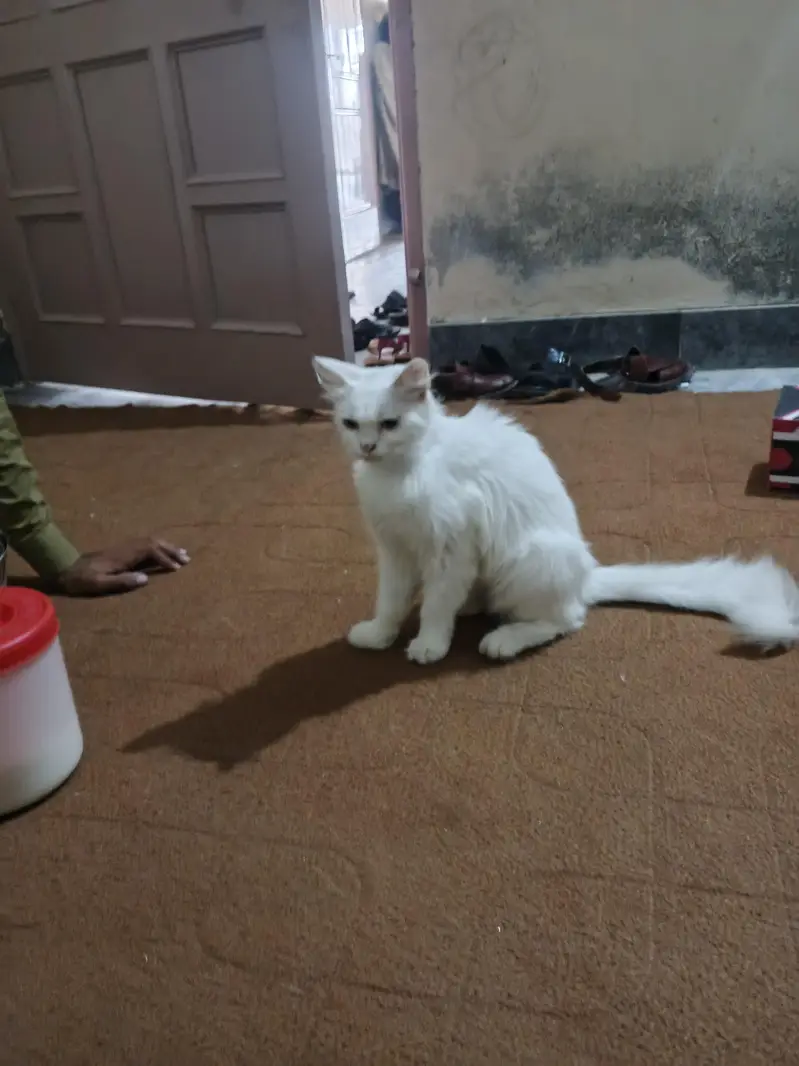 home cats — photo 3