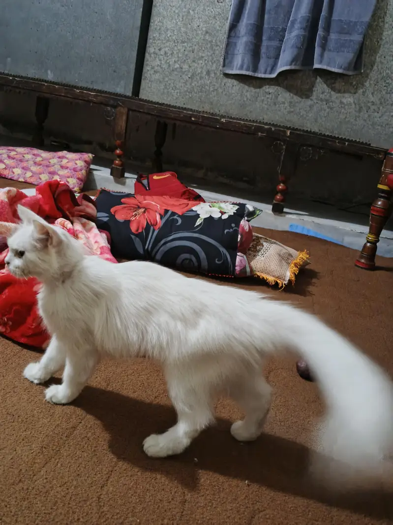 home cats — photo 4