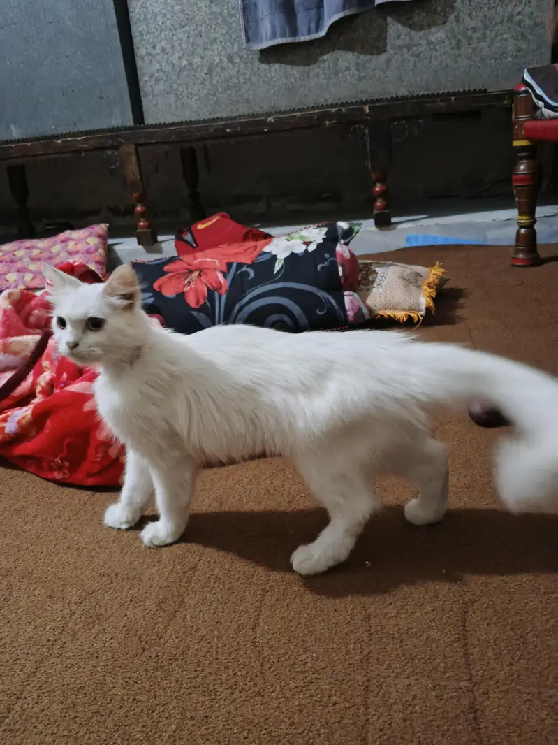 home cats — photo 5