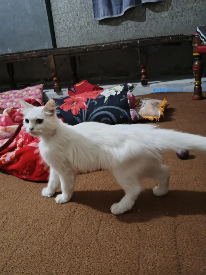 home cats — photo 6
