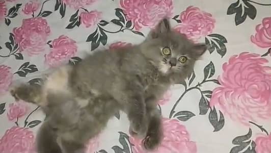 Persian Gray Kitten For Sale