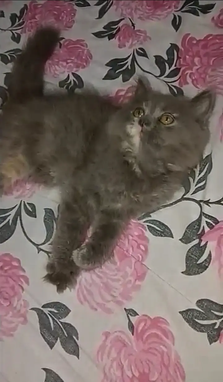 Persian Gray Kitten For Sale — photo 2