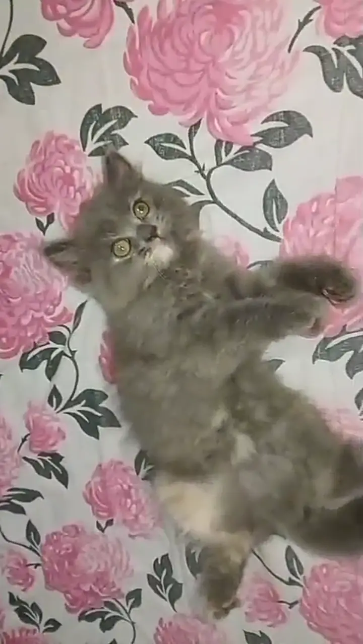 Persian Gray Kitten For Sale — photo 3