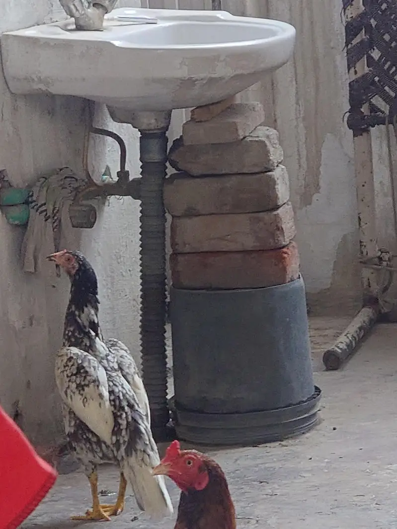 Aseel Mianwali — photo 5