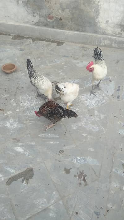 3 Murgian Or 1 Murga Or 2 Pathian