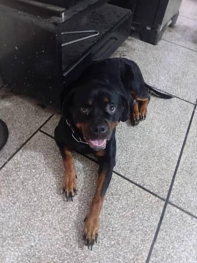 Pure Breed Rottweiler Male - Age 4 Years - Friendly & Healthy