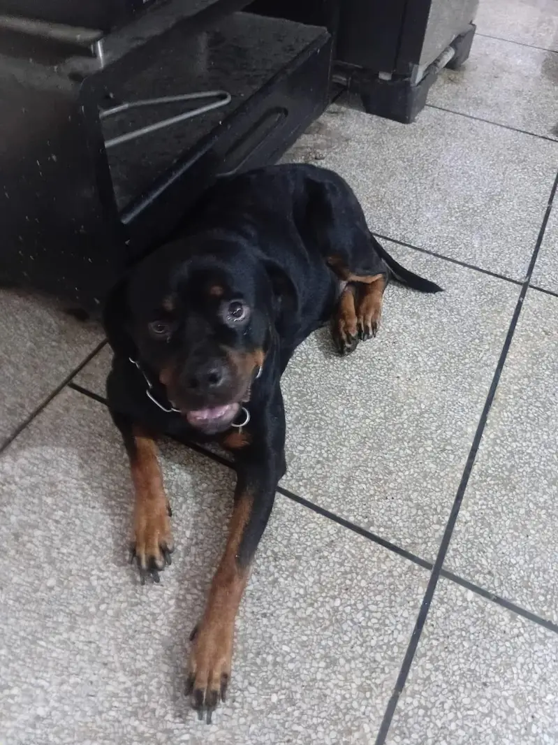 Pure Breed Rottweiler Male - Age 4 Years - Friendly & Healthy — photo 2