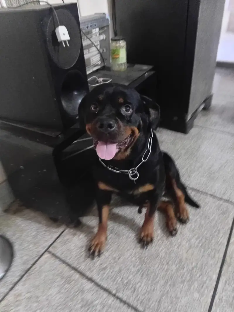 Pure Breed Rottweiler Male - Age 4 Years - Friendly & Healthy — photo 4