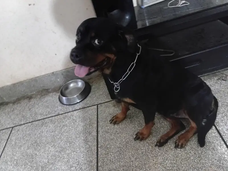 Pure Breed Rottweiler Male - Age 4 Years - Friendly & Healthy — photo 5
