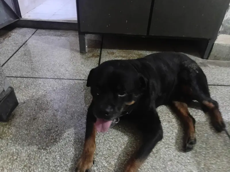 Pure Breed Rottweiler Male - Age 4 Years - Friendly & Healthy — photo 6