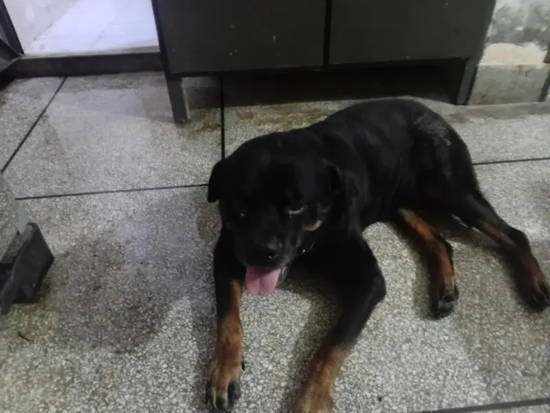 Pure Breed Rottweiler Male - Age 4 Years - Friendly & Healthy — photo 7