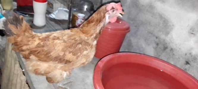 lohman brown hens