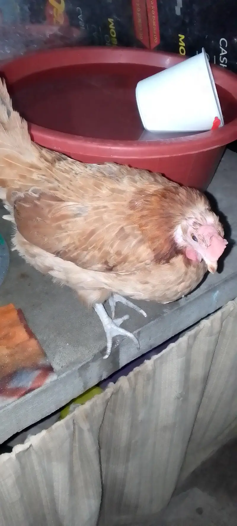 lohman brown hens — photo 3