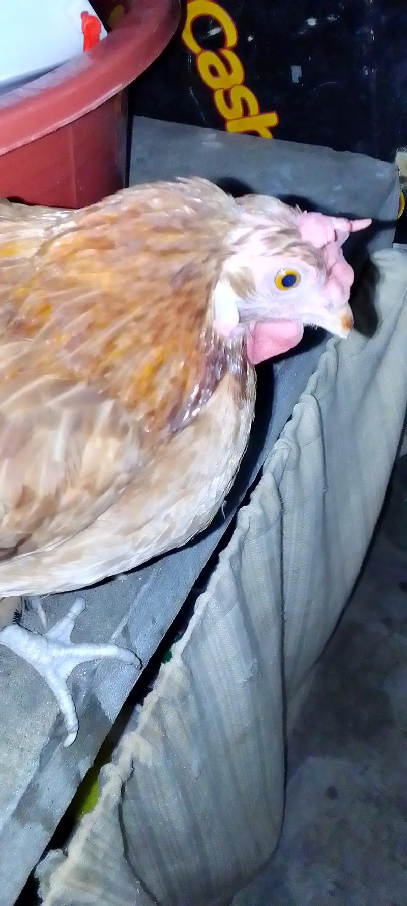 lohman brown hens — photo 4