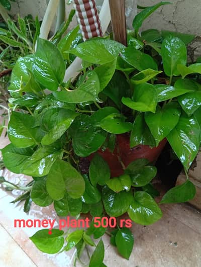 Healthy Indoor & Outdoor Plants for Sale – Multiple Varieties